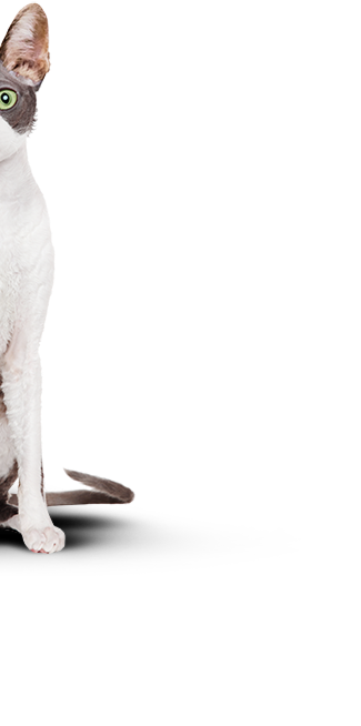 cat-right